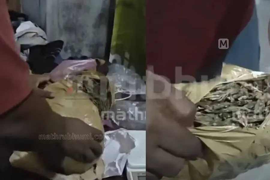 കളമശ്ശേരി പോളിടെക്നിക്കിലെ കഞ്ചാവ് വേട്ട; പിടിയിലായവരില് SFI നേതാവായ കോളേജ് യൂണിയന് സെക്രട്ടറിയും
