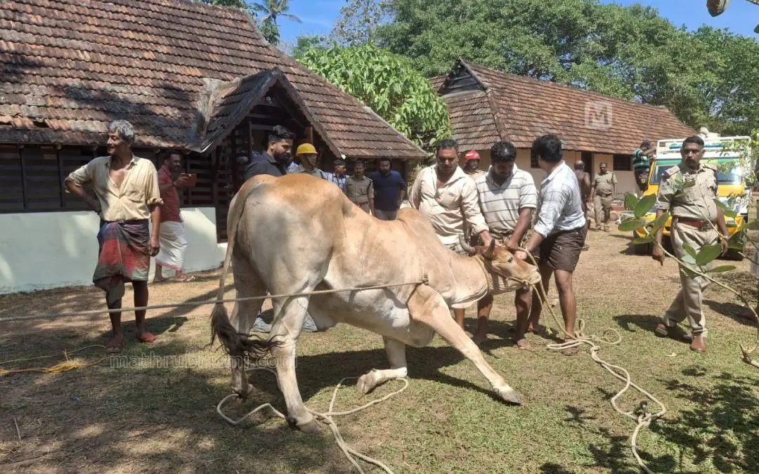 വിരണ്ടോടിയ കാളയെ പിടിച്ചുകെട്ടിയപ്പോള് | Photo: Special arrangement