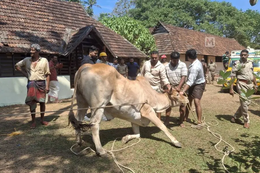 മൂക്കുകയര് പൊട്ടി; അറവുശാലയില്നിന്ന് വിരണ്ടോടിയ കാള കാല്നടയാത്രക്കാരിയെ ഇടിച്ചിട്ടു