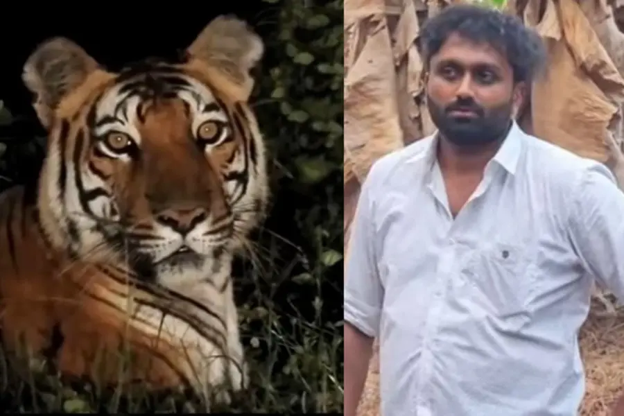 കടുവ ഇറങ്ങിയെന്ന് വ്യാജ വീഡിയോ; കരുവാരക്കുണ്ടില് യുവാവ് അറസ്റ്റില്