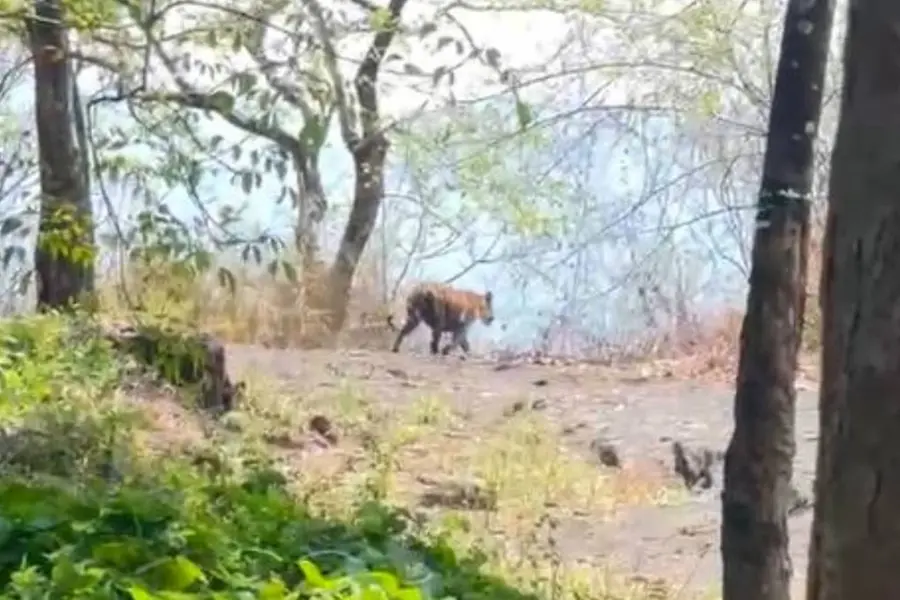 Video | 'ദാ പോണു, കടുവ... കടുവ...'; മലപ്പുറം കരുവാരക്കുണ്ടില് കടുവയിറങ്ങി