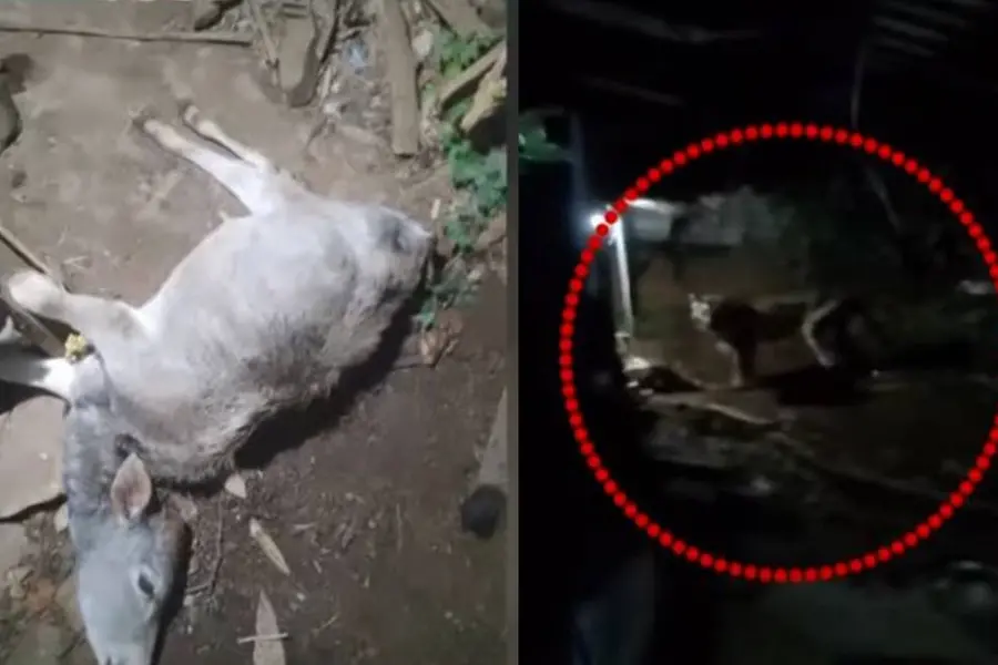 വണ്ടിപ്പെരിയാറില് വീണ്ടും കടുവ, തോട്ടം തൊഴിലാളിയുടെ പശുവിനെ കൊന്നു