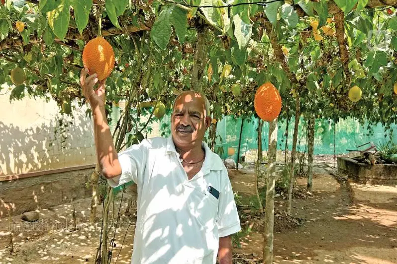 കിലോയ്ക്ക് 1000 മുതല് 1500 രൂപവരെ വിപണിയില് വില; 'സ്വര്ഗത്തിലെ കനി' സെബാസ്റ്റ്യന്റെ വീട്ടിലുണ്ട്
