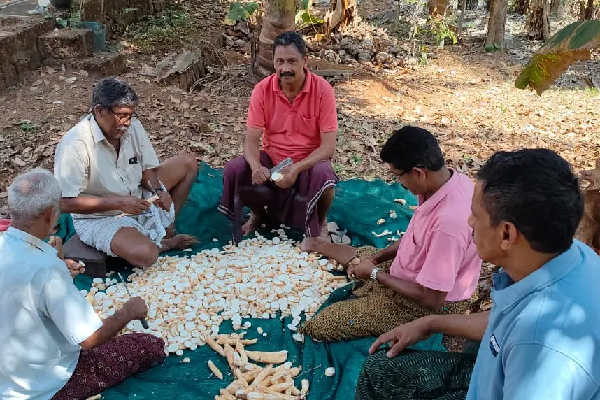 കപ്പ വാട്ടൽ - പട്ടിണി കാലഘട്ടത്തിലെ അതിജീവന ആഘോഷം