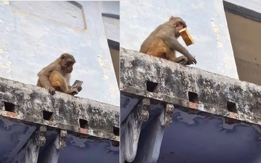 സാംസങ് എസ്25 അള്ട്രയുമായി ഇരിക്കുന്ന കുരങ്ങ്, മാംഗോ ജ്യൂസ് കൈയില് കിട്ടിയപ്പോള് | Photo: Screengrab/instagram.com/kartik_rathoud_134