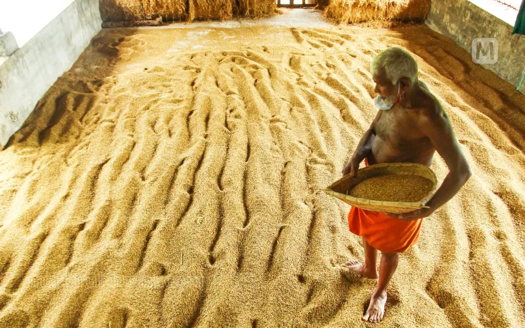 കൊയ്തെടുത്ത നെല്ല് വിരിച്ച് ഉണക്കിയെടുക്കാന് ശ്രമിക്കുന്ന കര്ഷകന് | Photo: E.S Akhil/ Mathrubhumi