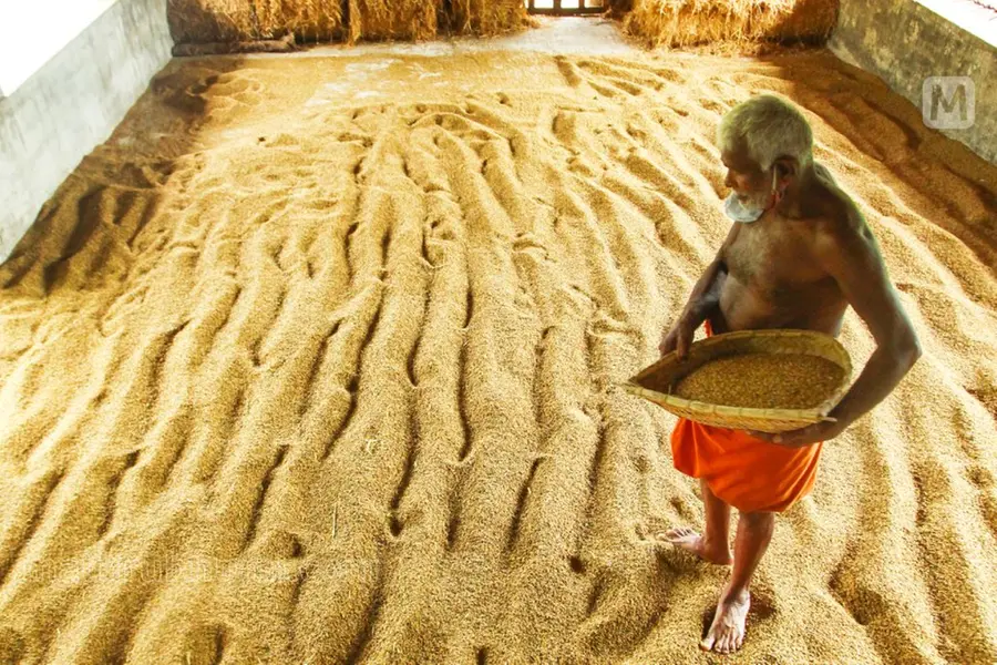 വിത്തിലെ കലര്പ്പ് വിളവിനെയും ബാധിക്കുന്നു; സംഭരിക്കാനാവില്ലെന്ന് 17 കേന്ദ്രങ്ങളില്നിന്ന് അറിയിച്ചു