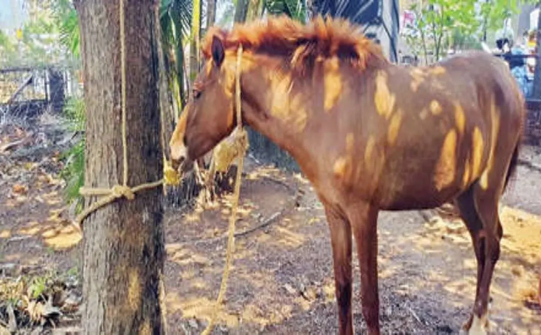 തളിപ്പറമ്പ് ടൗണിൽ അലഞ്ഞുനടന്ന കുതിരയെ നഗരസഭാ കാര്യാലയവളപ്പിൽ പിടിച്ചുകെട്ടിയപ്പോൾ