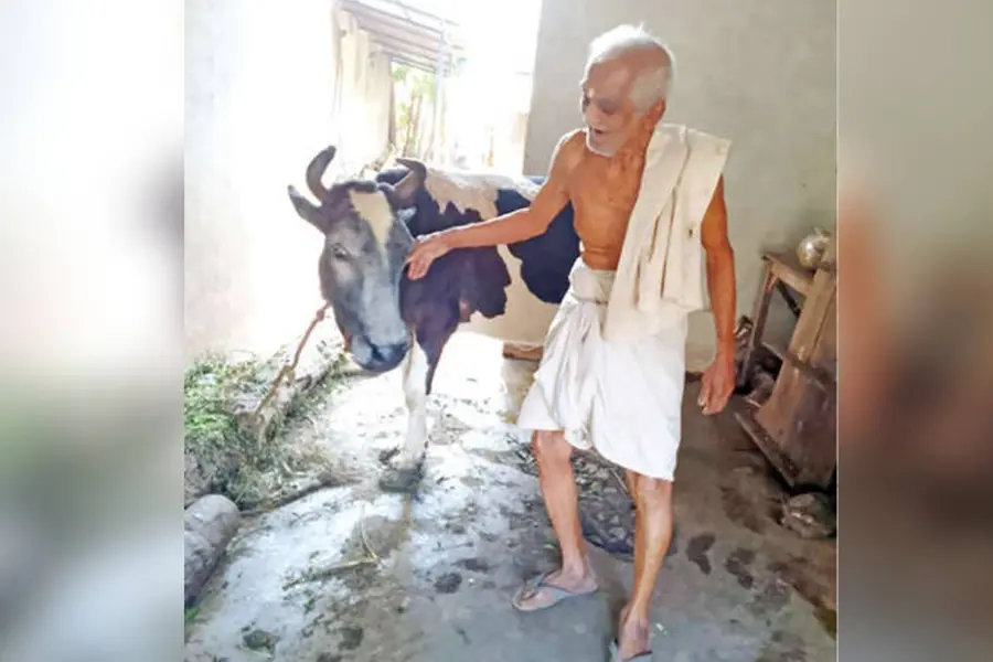 നീലേശ്വരത്തിന്റെ മുത്തശ്ശിപ്പശുവിന് പ്രായം 23; അരുമയ്ക്ക് കാവലായി ഉമേഷ് റാവു