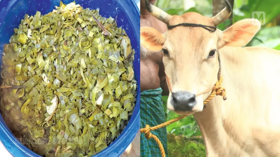 സംസ്‌കരിച്ചെടുത്ത പൈനാപ്പിള്‍ ഇലകള്‍, പശു | Photo: Mathrubhumi