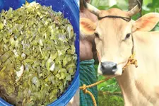 പൈനാപ്പിൾ ഇലകൊണ്ട് കന്നുകാലിത്തീറ്റ; പോഷകസമൃദ്ധം, പാലുത്പാദനം ഒന്നരലിറ്റർവരെ കൂടും, പാൽക്കൊഴുപ്പും