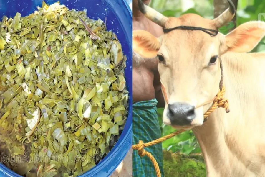 പൈനാപ്പിൾ ഇലകൊണ്ട് കന്നുകാലിത്തീറ്റ; പോഷകസമൃദ്ധം, പാലുത്പാദനം ഒന്നരലിറ്റർവരെ കൂടും, പാൽക്കൊഴുപ്പും