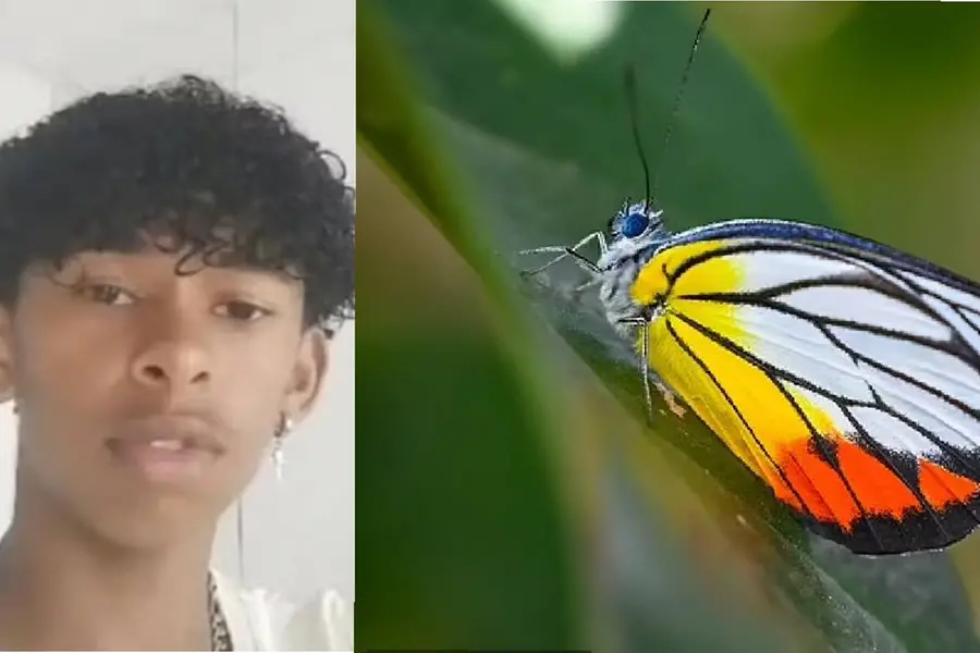 ചിത്രശലഭത്തിന്റെ ഭാഗങ്ങൾ വെള്ളത്തിൽ കലർത്തി ശരീരത്തിൽ കുത്തിവെച്ചു; 14-കാരന് ദാരുണാന്ത്യം