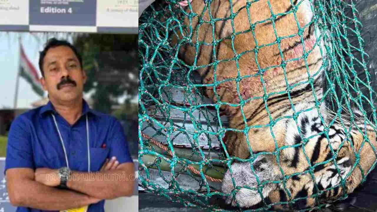 ഡോ. അരുണ് സക്കറിയ, കടുവയുടെ ജഡം