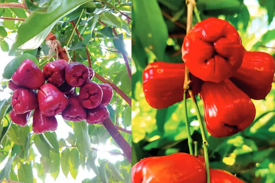 ആപ്പിളിനെ വെല്ലുന്ന മധുരവും ക്രിസ്പിനെസ്സും, ഉമ്മർ ചാമ്പ മുതൽ മധുവരെ,മധുരമൂറും ചാമ്പകളുടെ കൃഷിരീതി