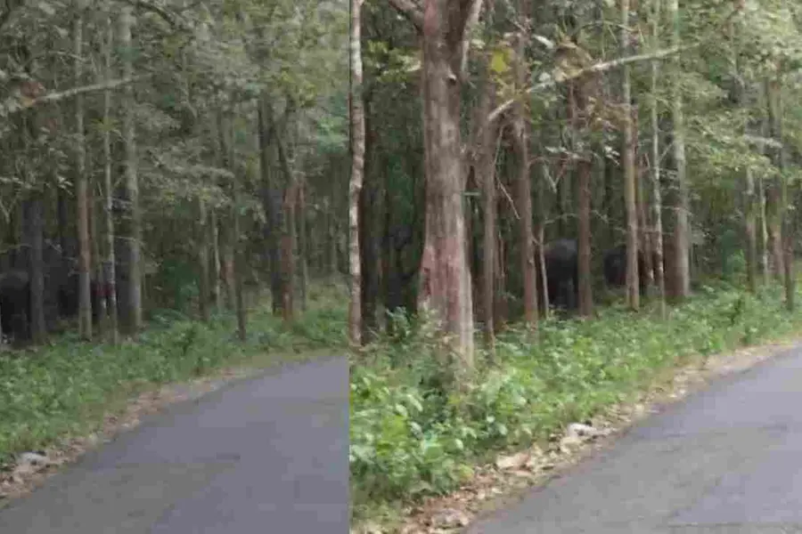 നാട്ടുകാരെ വിറപ്പിച്ച് കാട്ടു കൊമ്പന്മാര്; നാടിന് കാവലായി നാട്ടുകൂട്ടം