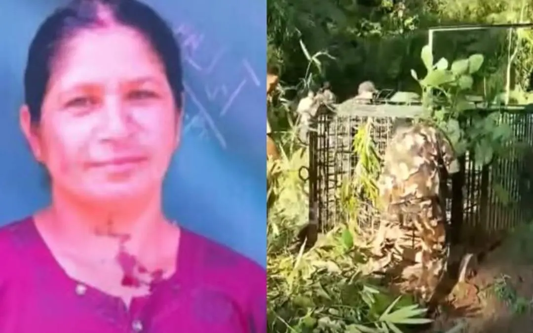 കൊല്ലപ്പെട്ട രാധ,കടുവയെ പിടിക്കാൻ വനംവകുപ്പ് സ്ഥാപിച്ച കൂട് | Photo: Mathrubhumi