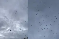 ആകാശത്തുനിന്ന് പറന്നിറങ്ങി എണ്ണമറ്റ എട്ടുകാലികള്‍, ഭയമുണര്‍ത്തി ബ്രസീലില്‍ 'ചിലന്തിമഴ'