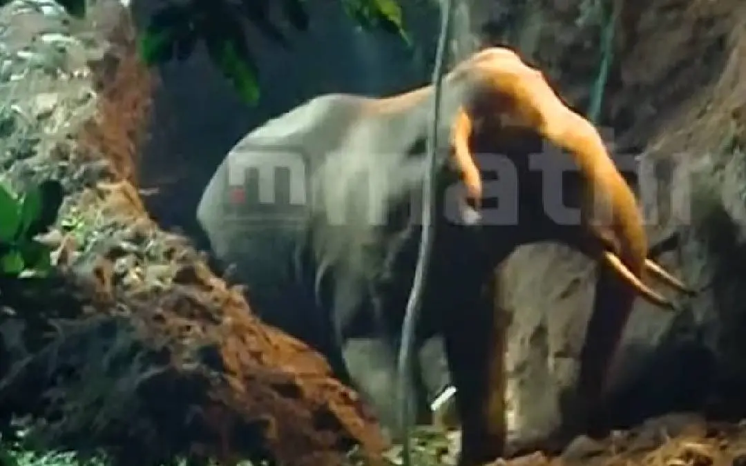ആന കരയ്ക്ക് കയറുന്ന ദൃശ്യങ്ങൾ | Photo: Mathrubhumi