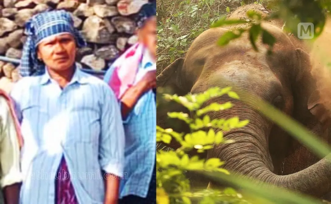 ആനയുടെ ആക്രമണത്തിൽ കൊല്ലപ്പെട്ട സോഫിയ, ആന (ഫയൽ ചിത്രം) | Photo: Mathrubhumi,