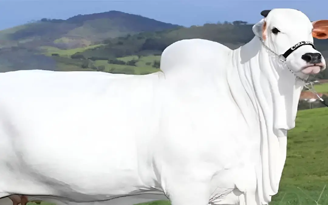 നെല്ലൂർ പശു