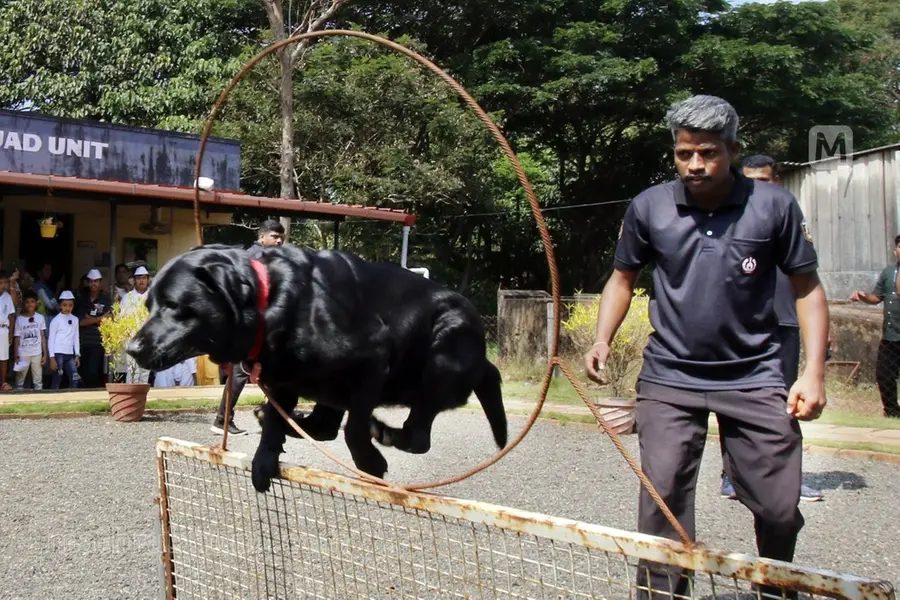തണുപ്പിൽ പരിശീലിപ്പിക്കുന്ന നായക്ക് ചൂടിൽ ജോലിചെയ്യാനാവില്ല;ഇടുക്കിയിലെ പരിശീലനകേന്ദ്രത്തിന് വിമർശനം