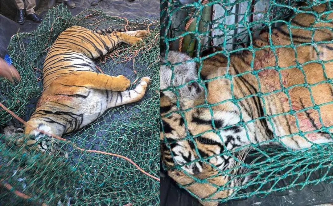 വയനാട്ടിൽ ചത്ത നിലയിൽ കണ്ടെത്തിയ കടുവ| ഫോട്ടോ: PTI, Mathrubhumi/ Raji Puthukkudi