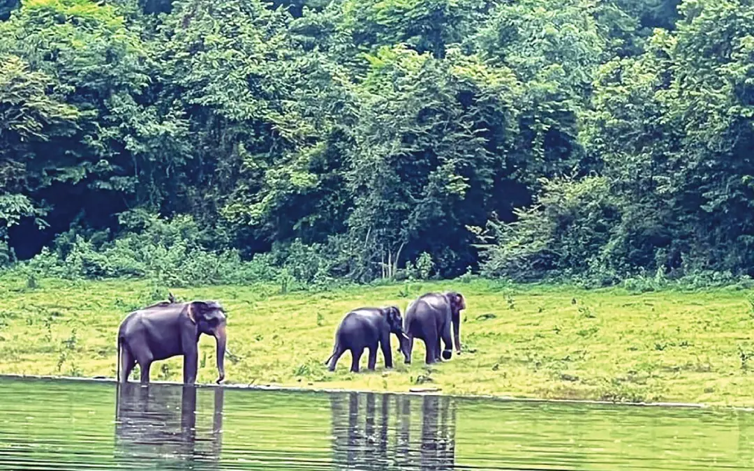 • വാഴാനി അണക്കെട്ടിലെ ഉദ്യാനം