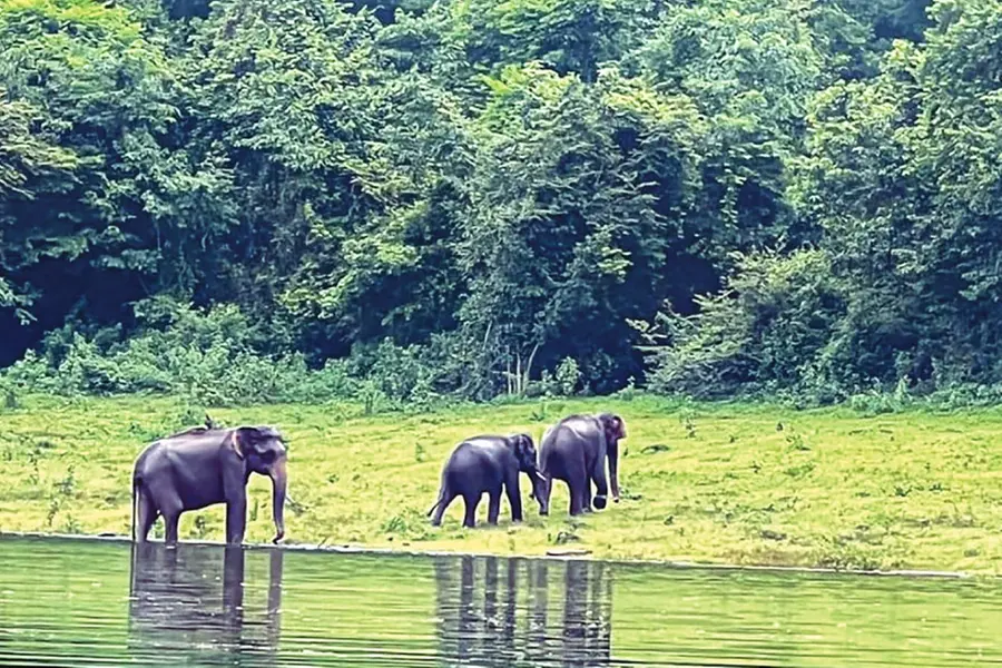 ക്ലൈമറ്റ് വാക്ക്, ആംഫി ട്രക്കിങ്, കുട്ടവഞ്ചിസവാരി; കാഴ്ചക്കാരെ കാത്ത് പീച്ചിയും ചിമ്മിനിയും