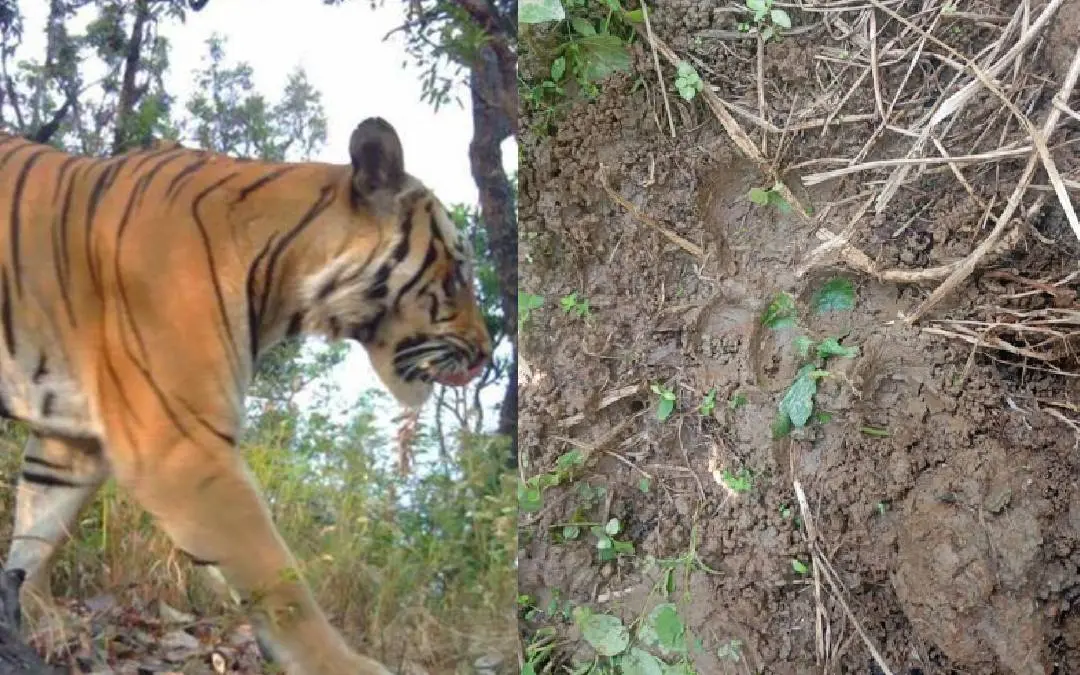 പ്രതീകാത്മക ചിത്രം, പഞ്ചാരക്കൊല്ലിയിൽ കണ്ടെത്തിയ കടുവയുടെ കാൽപ്പാടുകൾ