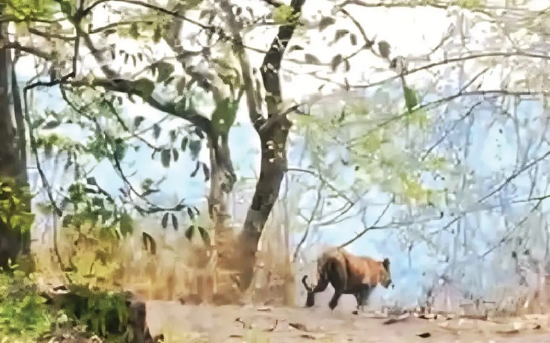 കരുവാരക്കുണ്ട് കേരള എസ്റ്റേറ്റിനു സമീപം കണ്ട കടുവ