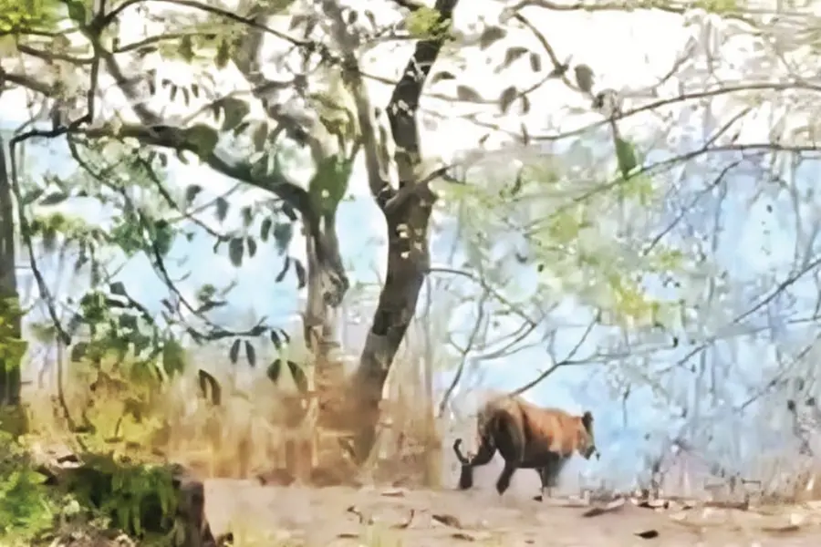കരുവാരക്കുണ്ടില് കടുവയെ കണ്ടു; ഇത്തവണ 'ഒറിജിനല്'