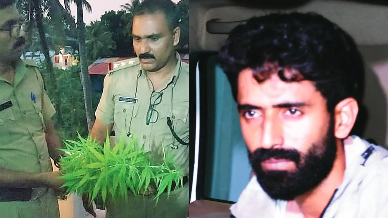 പിടികൂടിയ കഞ്ചാവ് ചെടികളുമായി ഉദ്യോഗസ്ഥര്‍,  അറസ്റ്റിലായ ജെതിന്‍