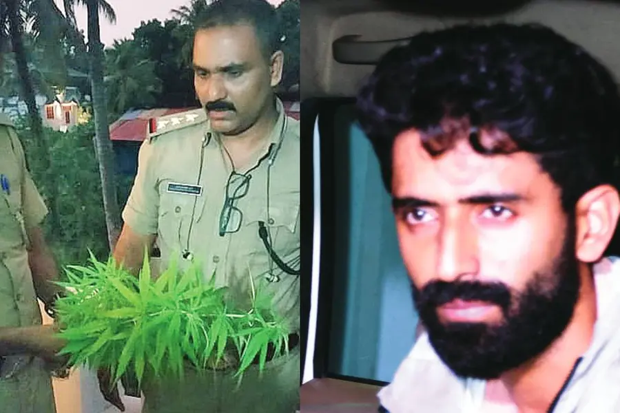 ഏജീസ് ഉദ്യോഗസ്ഥൻ ടെറസിൽ കഞ്ചാവ് വളർത്തി, കള്ളുചെത്താനെത്തിയവര്‍ കണ്ടെത്തി; അറസ്റ്റില്‍