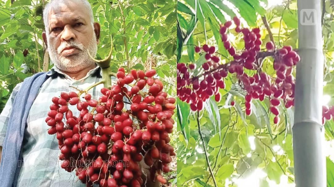 Produce Ravindran ‘ചെറുതല്ല’ കുഞ്ഞൻ അടയ്ക്ക; വിലയിലും ഭംഗിയിലും കേമൻ! | Mathrubhumi