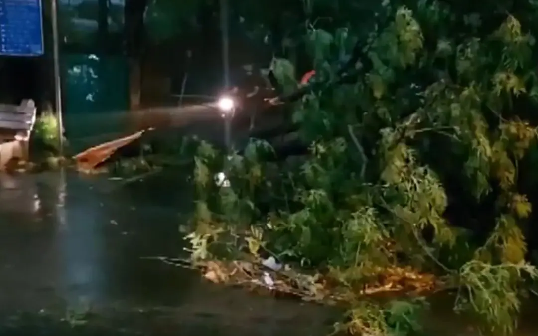 ഡല്‍ഹിയില്‍ കനത്ത മഴയെ തുടര്‍ന്ന് മരം കടപുഴകി വീണപ്പോള്‍ | ANI