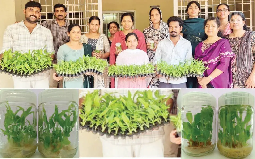 തളിപ്പറമ്പ് ജില്ലാ കൃഷിത്തോട്ടത്തിൽനിന്ന് വികസിപ്പിച്ചെടുത്ത ടിഷ്യൂ കൾച്ചർ ഇഞ്ചി, മഞ്ഞൾ തൈകളുമായി തളിപ്പറമ്പ് ജില്ലാ കൃഷിത്തോട്ടം ഉദ്യോഗസ്ഥരും ടിഷ്യൂ കൾച്ചർ ലാബ് ടെക്നിഷ്യൻമാരും, ടിഷ്യൂ കൾച്ചർ ഇഞ്ചിത്തൈകൾ, ടിഷ്യൂ കൾച്ചർ മഞ്ഞൾത്തൈകൾ