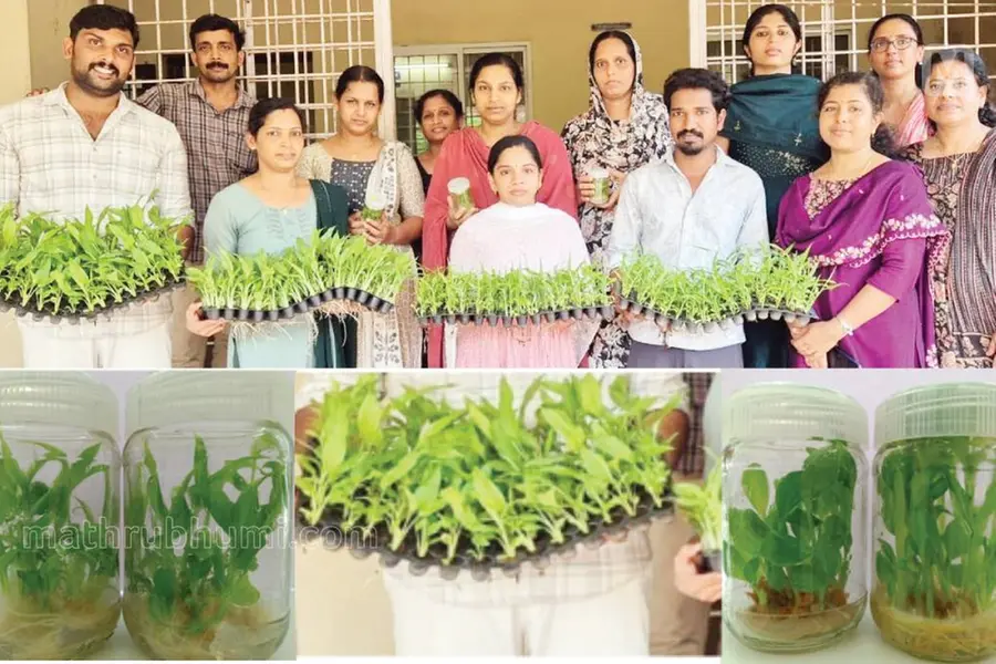 കരിമ്പത്ത് ഇനി ടിഷ്യൂ കൾച്ചർ ഇഞ്ചി, മഞ്ഞൾ തൈകളും; ഇരട്ടി വിളവ്, ഒരു പോട്ട്ട്രേ തൈക്ക് അഞ്ച് രൂപ