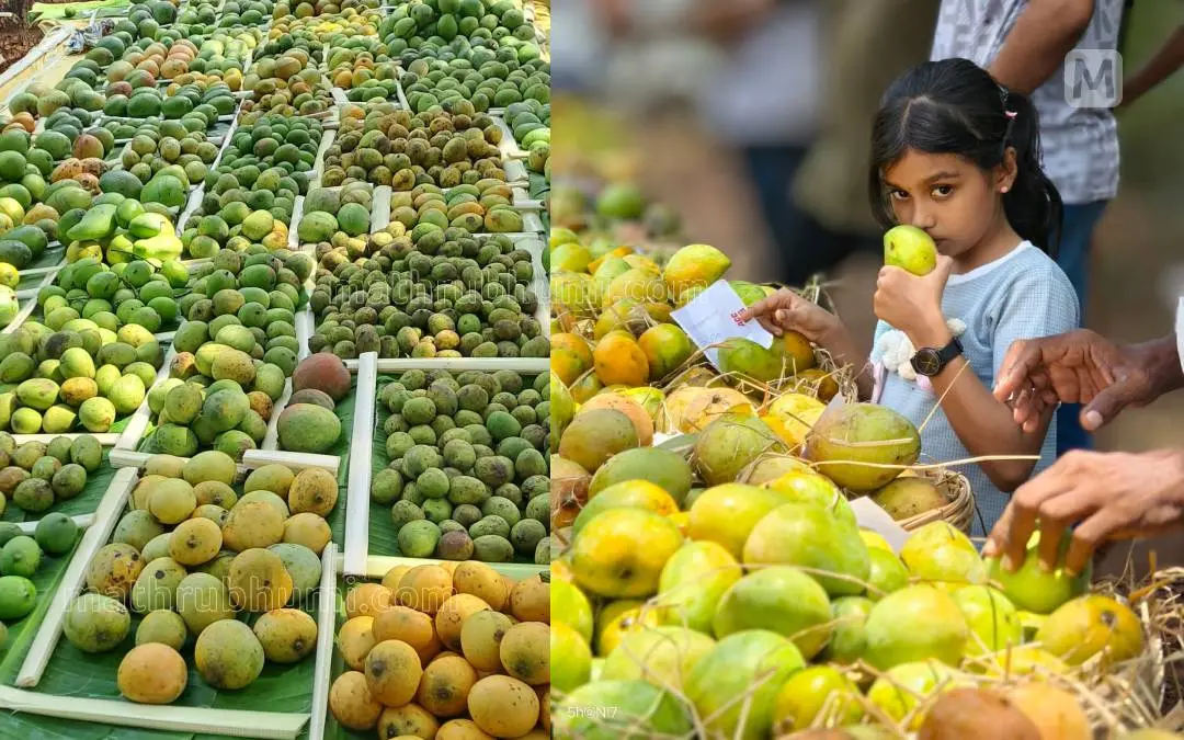 'മാഞ്ചിഫെറ 2025'-ൽ നിന്ന് | ഫോട്ടോ: പി.പി. ലിബീഷ് കുമാർ/ മാതൃഭൂമി