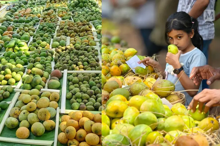 ‘നാട്ടുമാഞ്ചോട്ടിൽ’ വരൂ, മധുരമാമ്പഴക്കഥ കേൾക്കാം, രുചി കൊണ്ട് മനസ് നിറയ്ക്കാം