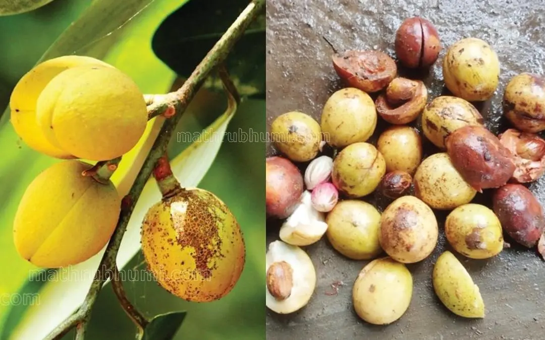 പാകമായ ജാതിക്ക, കനത്തമഴയിൽ പാകമാകാതെ പൊഴിഞ്ഞ ജാതിക്ക | Photo: Mathrubhumi