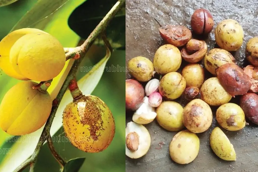 'ജാതി'ക്ക് പനി; തുടർച്ചയായ മഴയിൽ ജാതിക്ക പാകമാകാതെ പൊഴിയുന്നു, പരിഹാരമെന്ത്?