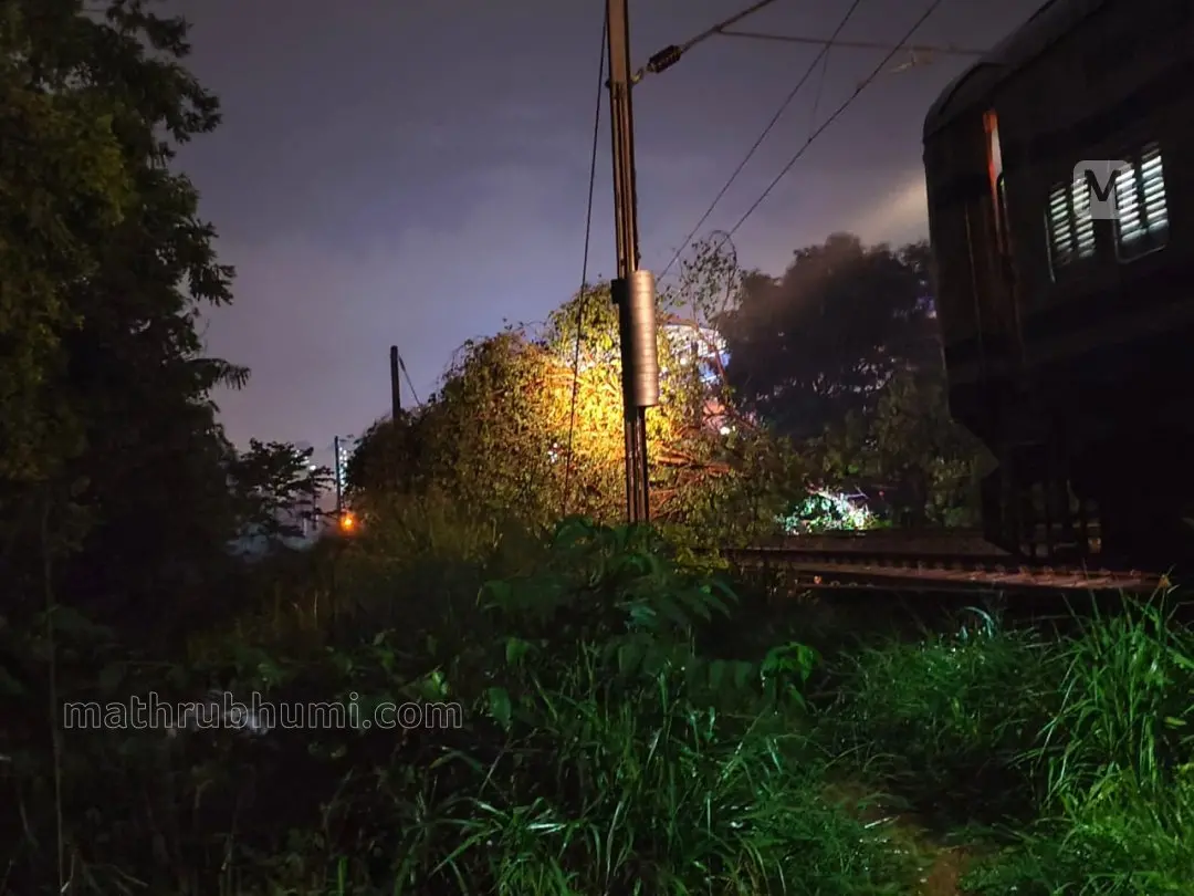 ചൂർണിക്കര അമ്പാട്ടുകാവിൽ റെയിൽവേ ട്രാക്കിന് മുകളിലേക്ക് കൂറ്റൻ ആൽമരം വീണപ്പോൾ | ഫോട്ടോ: മാതൃഭൂമി