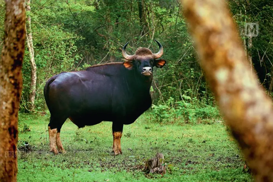 ഡെബ്രിഗഢ് വന്യജീവി സങ്കേതത്തില്‍ ഇന്ത്യന്‍ ബൈസണുകളുടെ എണ്ണം 788 ആയി ഉയര്‍ന്നു