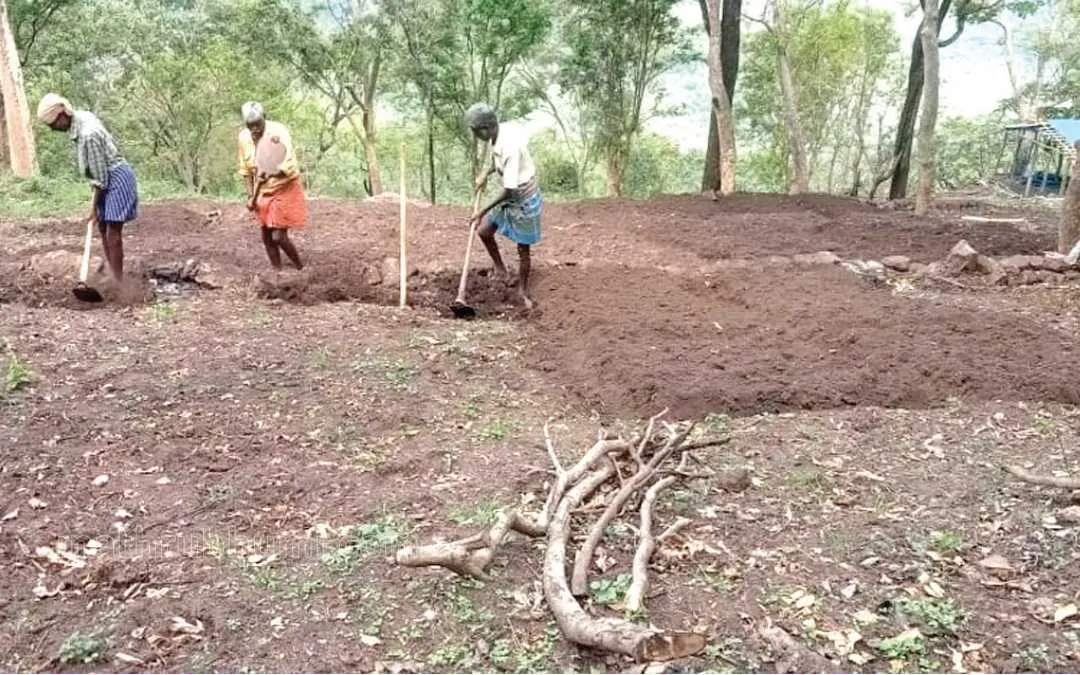 മഞ്ഞൾകൃഷിക്കുവേണ്ടി ആലാംപെട്ടി കുടിയിൽ നിലമൊരുക്കുന്നവർ