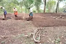 അഞ്ചുനാട്ടിൽ ഇനി മഞ്ഞൾക്കാലം; ആദിവാസി ഗ്രാമങ്ങളിലുള്ള 55 ഏക്കറിൽ കൃഷി