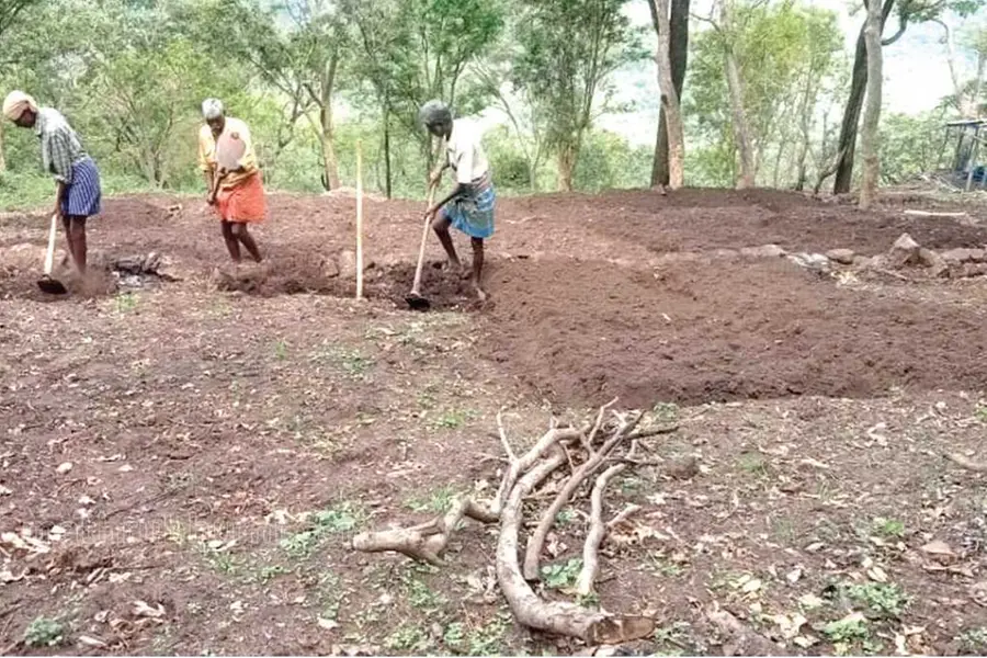 അഞ്ചുനാട്ടിൽ ഇനി മഞ്ഞൾക്കാലം; ആദിവാസി ഗ്രാമങ്ങളിലുള്ള 55 ഏക്കറിൽ കൃഷി