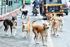 കുത്തിവെച്ചവരിലും പേവിഷബാധ?വാക്സിനെ കുറ്റപ്പെടുത്തുന്നതിൽ കഴമ്പില്ലെന്ന് വിദഗ്ധർ