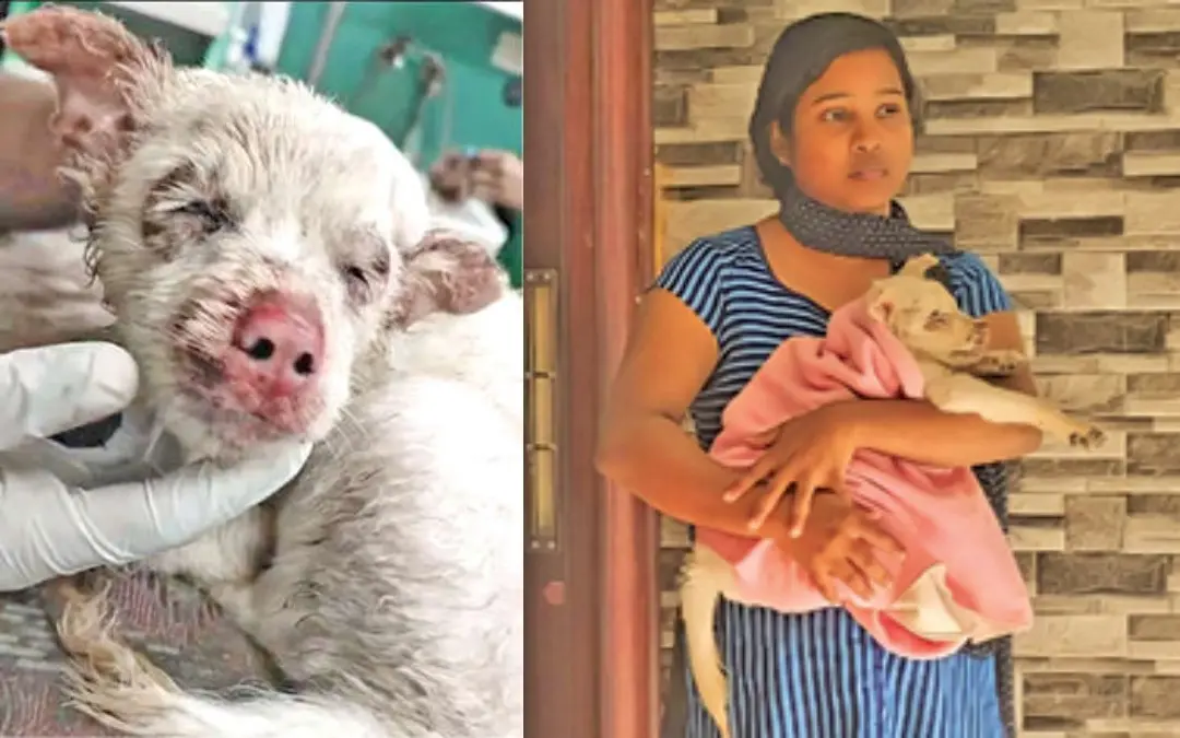 വളര്‍ത്തുനായ പൊള്ളലേറ്റ നിലയില്‍