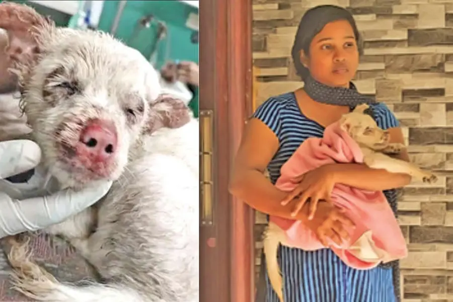 രാസലായനി പ്രയോഗം; കണ്ണിന്റെ കാഴ്ച നഷ്ടപ്പെട്ട നായക്കുട്ടി അവശനിലയില്